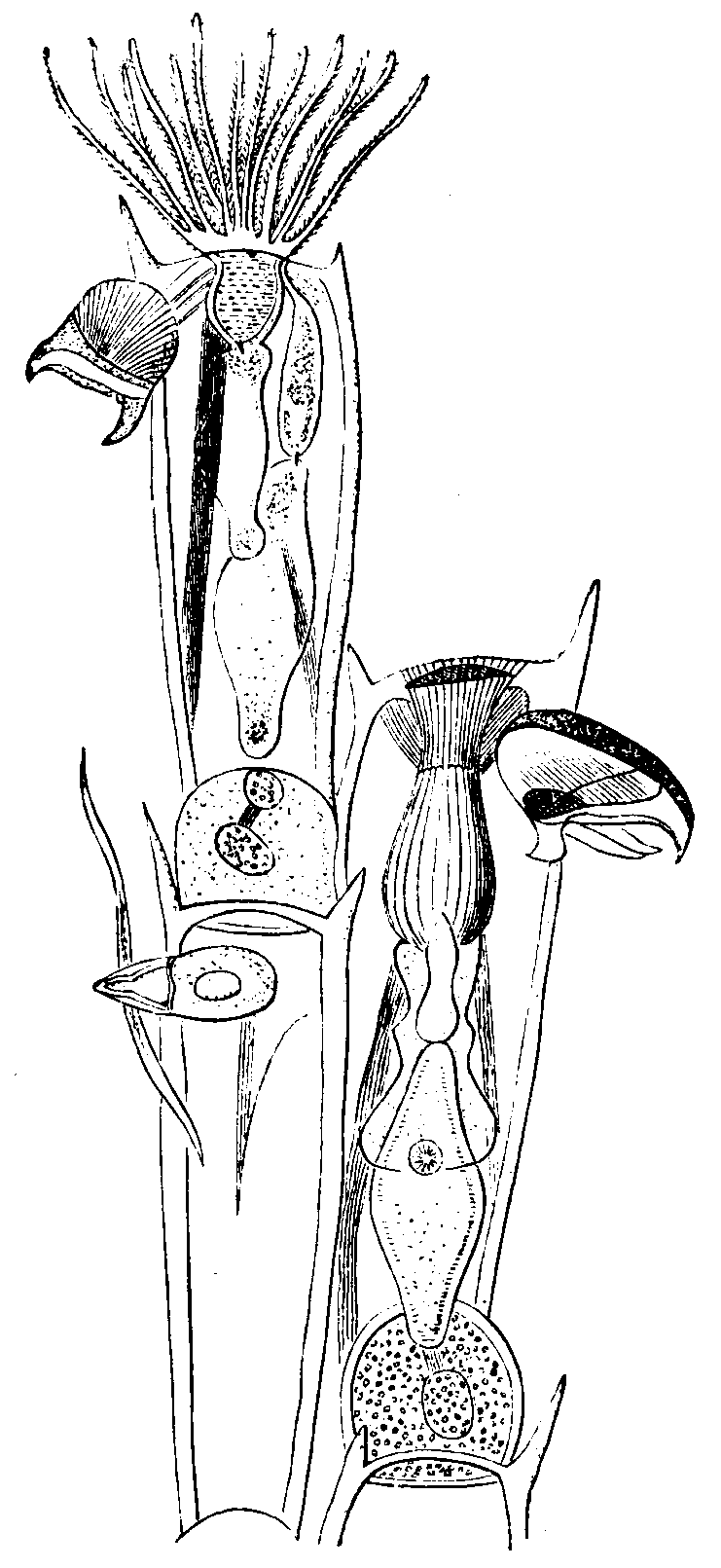 A polyzoon with bird's-head processes.