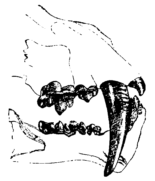 Dentition of the Sabre-toothed Tiger.