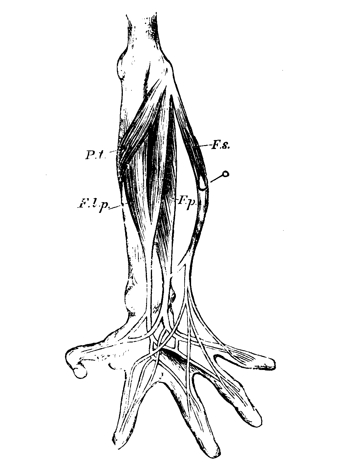 Muscles and Tendons of the Hand.
