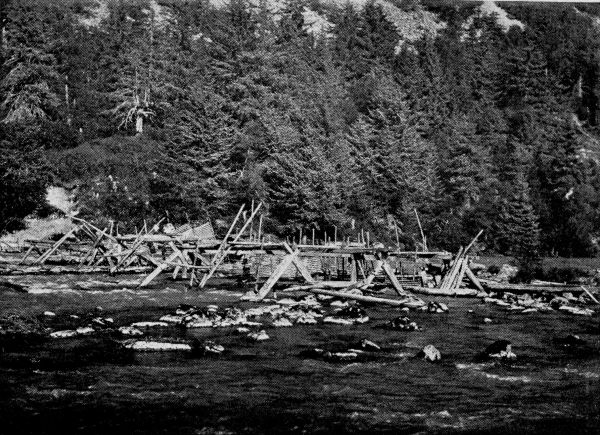 Native Salmon Trap on an Alaskan River.