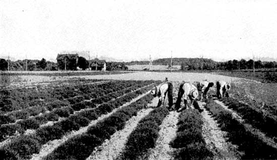 Harvesting Thyme Grown on a Commercial Scale