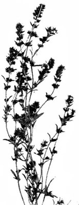 Dainty Summer Savory