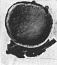 Fig. 829b.