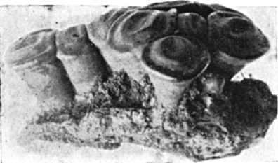Fig. 830. Camillea turbinata. (Side view, natural size.)