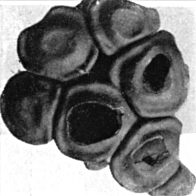 Fig. 832. Same, top view.