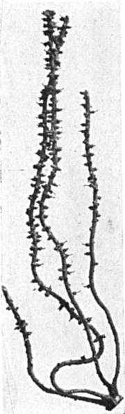 Fig. 851a.