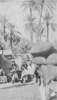 Date Palm Scenes Below Basrah