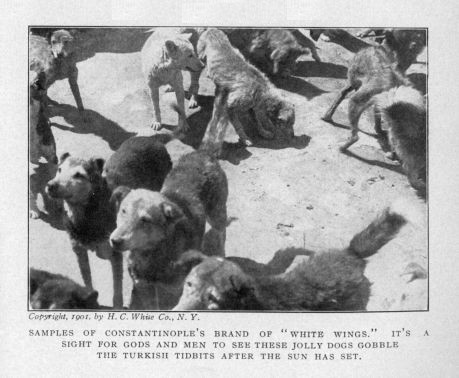 SAMPLES Of CONSTANTINOPLE'S BRAND OF "WHITE WINGS." IT'S A SIGHT FOR GODS AND MEN TO SEE THESE JOLLY DOGS GOBBLE THE TURKISH TIDBITS AFTER THE SUN HAS SET