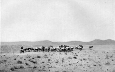 A Caravan of Donkeys in Afghanistan.