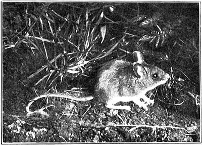 Wood-mouse