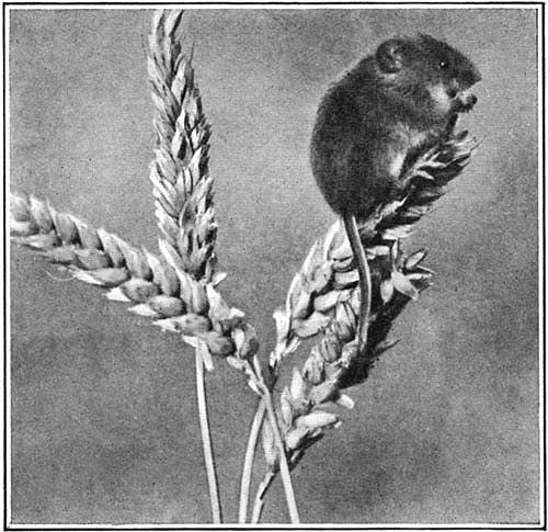 The harvest mouse