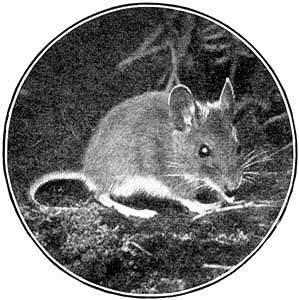 The wood-mouse