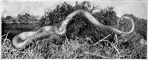 The grass-snake