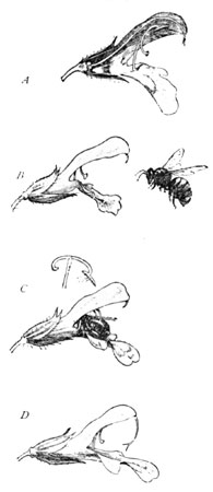 Fig. 4. Cross-fertilization of the Sage