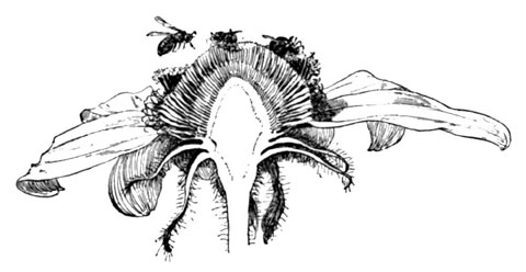 Cone-flower, Showing Numerous Florets, Some in Pollen, Others in Stigmatic Stage