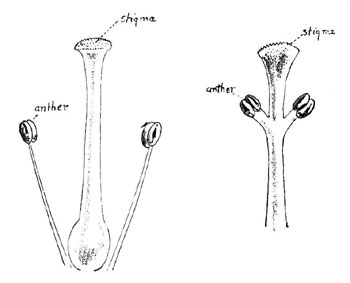 Fig. 1. The Botanical Distribution of an Ordinary Flower and of the Orchid