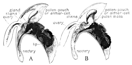 Fig. 10. The Cross-fertilization of Orchis Spectabilis