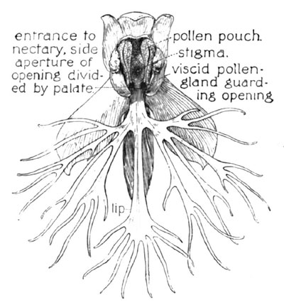 Fig. 12. The Ragged Orchid (Front Section)