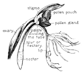 Fig. 13. The Ragged Orchid (Profile Section)