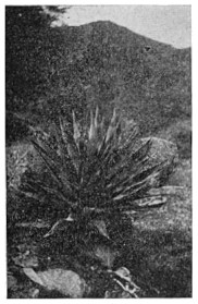 Fig. 88