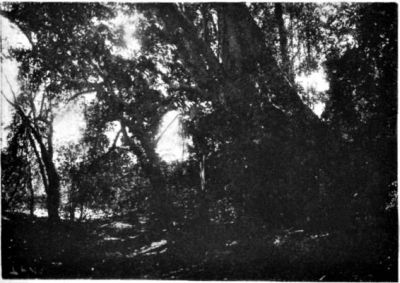 Vegetation on an Island in the River Arinos.