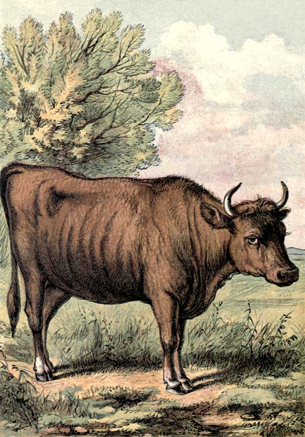 Cow