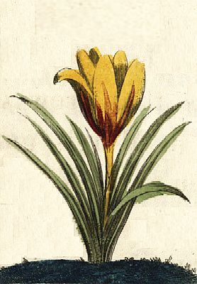 A Crocus.