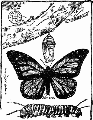 MONARCH BUTTERFLY "The Wanderer" in Three Stages: Cocoon, Caterpillar, and Butterfly