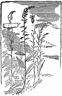 The Compass Goldenrod Pointing Toward the North