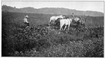 Turning down organic matter with a gang plow.