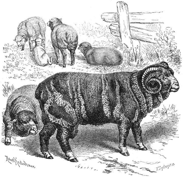 Merino-schaap (Ovis aries hispanica). 1/12 v. d. ware grootte.