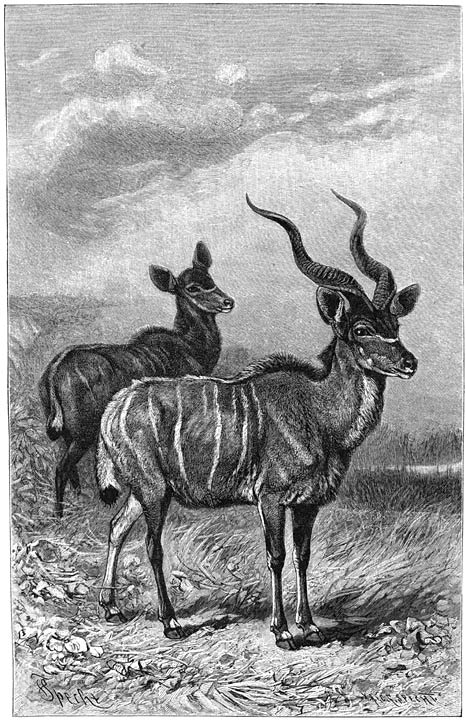 Koedoe (Strepsiceros kudu). 1/14 v. d. ware grootte.
