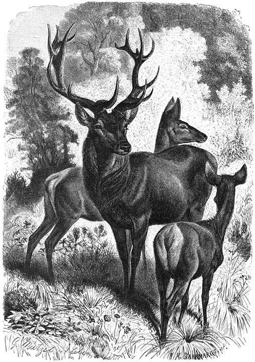 Gewoon Hert of Edelhert (Cervus elaphus). 1/20 v. d. ware grootte.