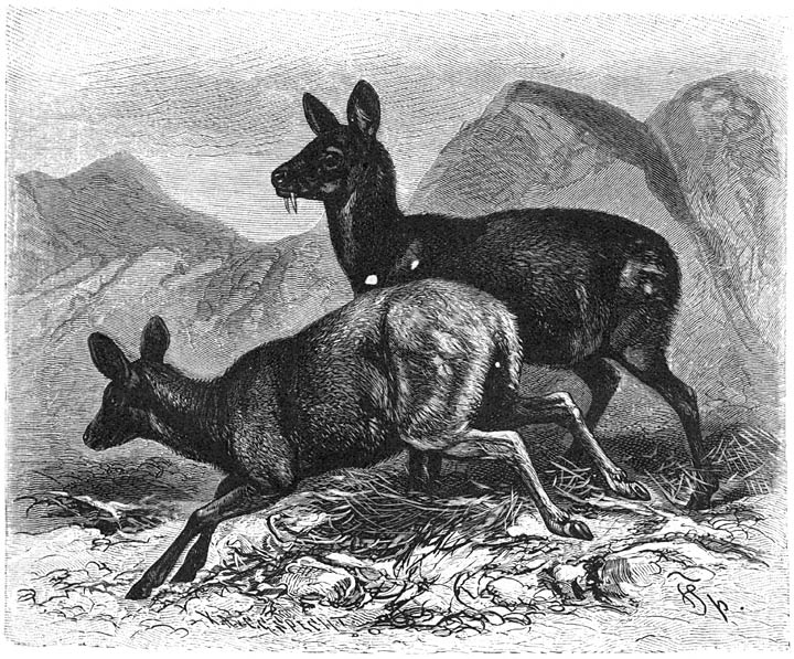 Muscusdier (Moschus moschiferus). 1/12 v. d. ware grootte.