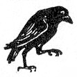 Jimmy Crow