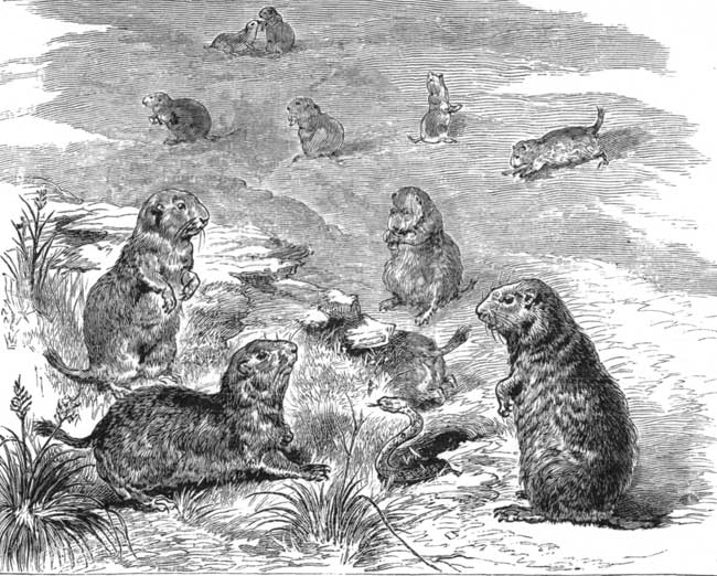 Prairie Dogs.