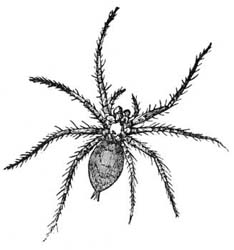 1. Spider (Tegenaria).
