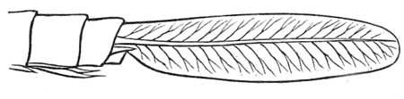 3. Caudal appendage of larva of Agrion.