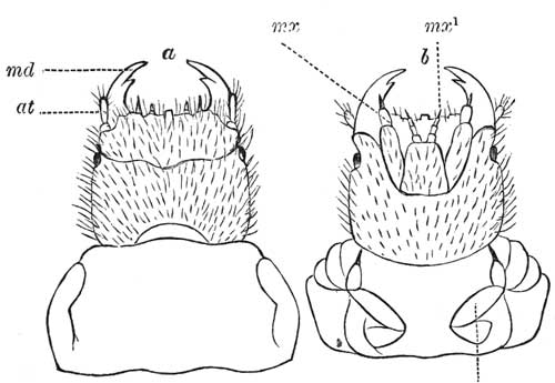 5. Mouth parts of the Larva of a Beetle.