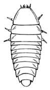 8. Larva of a beetle (Photuris).