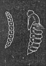 20. Larva and Pupa of Anthrax.