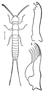 154. Campodea staphylinus.