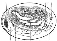 186. Embryo of Diplax.