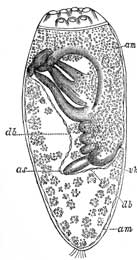 187. Embryo of Louse.