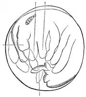 Embryo of Podura.