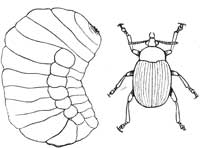 215. Pea Weevil and Maggot.