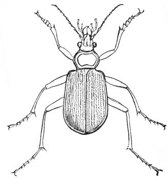 219. Calosoma scrutator.