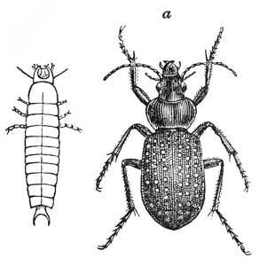 220. Calosoma calidum and Larva.