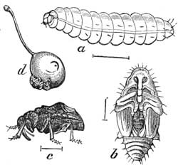 Fig. 232. Plum Weevil and Young.