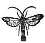 251. Currant Moth.